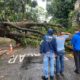 Subprefeitura da Zona Sul realiza ação para remoção de árvore caída na Gávea