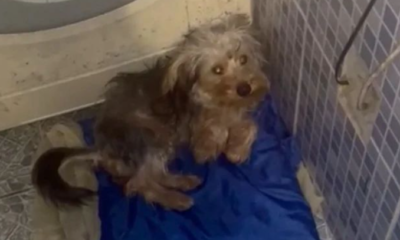Cachorro de apenas 4 meses é resgatado por policiais após sofrer agressões da dona
