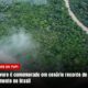 No Dia da Árvore, Brasil tem pouco a comemorar diante do recorde de desmatamento no país