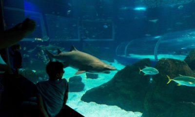 Morre 'Gastão', tubarão-mangona considerado estrela do AquaRio