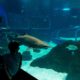 Morre 'Gastão', tubarão-mangona considerado estrela do AquaRio