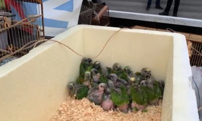 Filhotes de papagaio recuperados