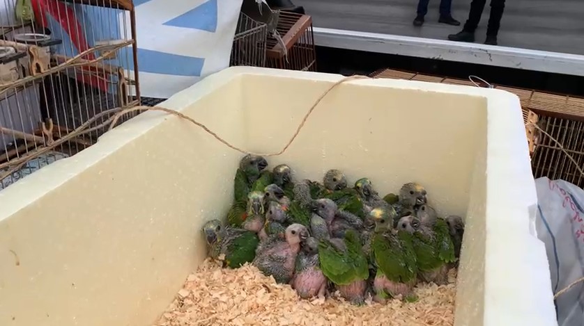 Filhotes de papagaio recuperados