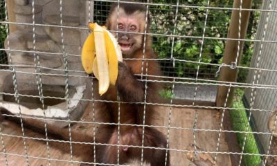 macaco-prego resgatado em cativeiro em Nova Iguaçu durante operação da Polícia Federal