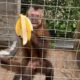 macaco-prego resgatado em cativeiro em Nova Iguaçu durante operação da Polícia Federal