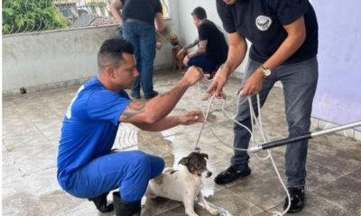 operação resgate cães