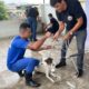 operação resgate cães
