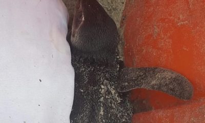 pinguim encontrado dentro de lixeira em Cabo Frio