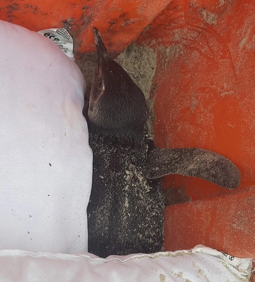 pinguim encontrado dentro de lixeira em Cabo Frio