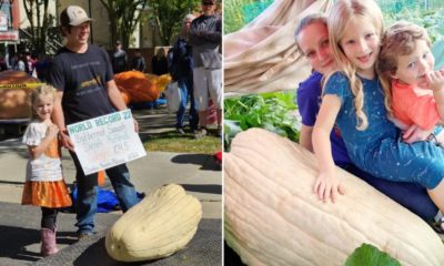 Abóbora gigante entra para o livro dos recordes