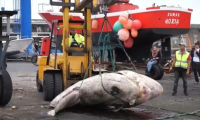 Maior peixe ósseo já registrado pela ciência