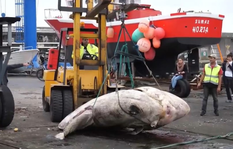 Maior peixe ósseo já registrado pela ciência