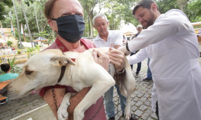 Cão sendo vacinado contra raiva