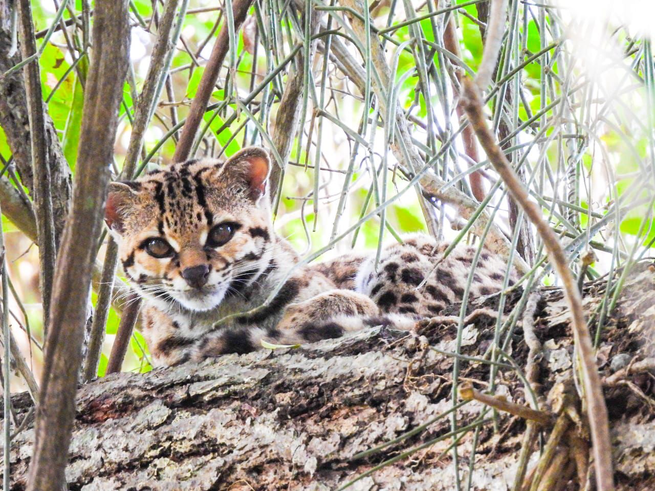 Inea fotografa pela 1ª vez Gato-Maracajá na Estação Ecológica Estadual de Guaxindiba, no Norte Fluminense