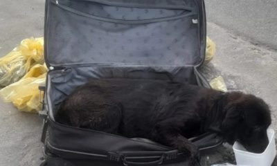 Cadela é abandonada em mala de viagem em NIterói