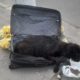 Cadela é abandonada em mala de viagem em NIterói