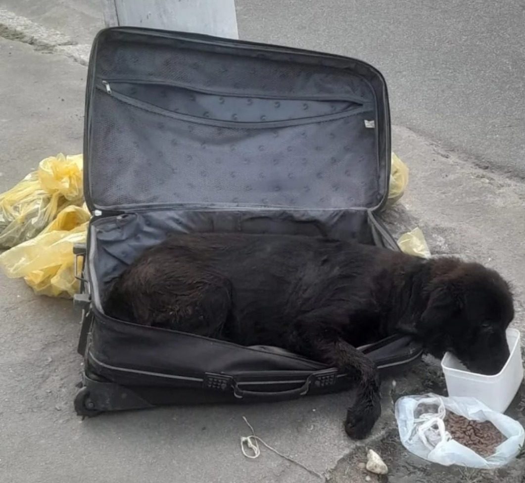 Cadela é abandonada em mala de viagem em NIterói
