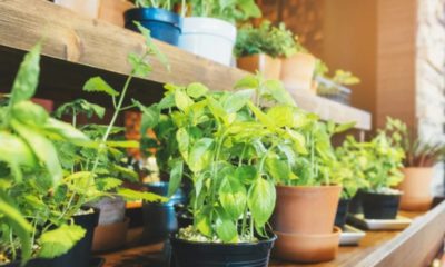 Lei propõe a criação de Horta Acolhedora Urbana para pessoas em situação de rua no Rio