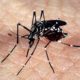 Mosquito Aedes aegypti, transmissor do vírus da dengue