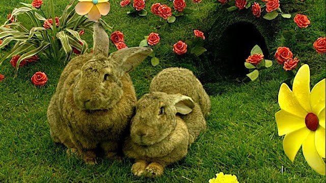 Coelhos no set de Teletubbies