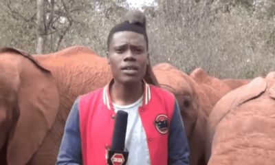 Elefante faz cócegas ao vivo em jornalista