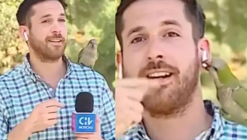 Repórter tem fone de ouvido roubado por pássaro