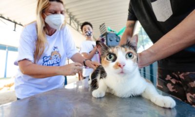 Gato sendo vacinado contra a raiva