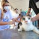 Gato sendo vacinado contra a raiva