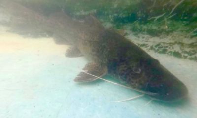 Expedição científica: Inea encontra espécie de peixe ameaçada de extinção no Sul Fluminense