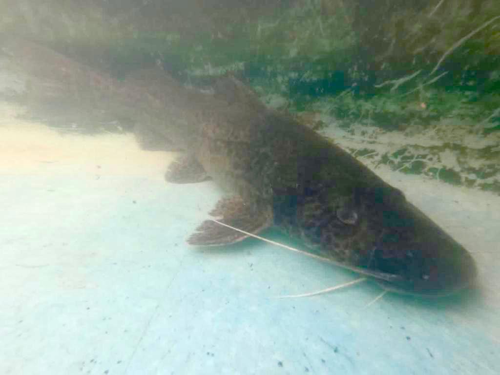 Expedição científica: Inea encontra espécie de peixe ameaçada de extinção no Sul Fluminense