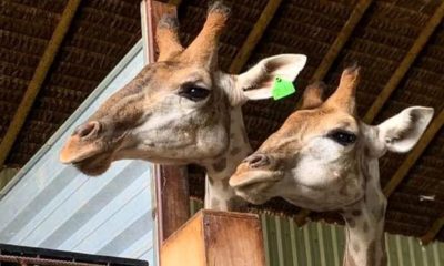 Quatro pessoas são indiciadas pela PF por maus-tratos a girafas importadas da África e seriam levadas para o Bioparque do Rio