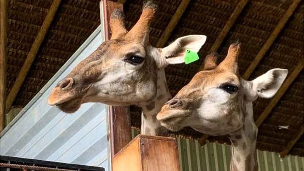 Quatro pessoas são indiciadas pela PF por maus-tratos a girafas importadas da África e seriam levadas para o Bioparque do Rio