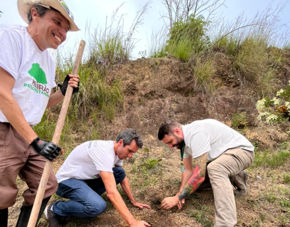 programa de reflorestamento