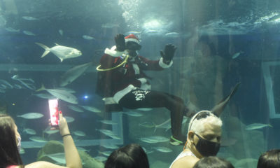 Papai Noel mergulhando com tubarões é atração da temporada de Natal do AquaRio