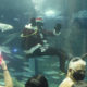 Papai Noel mergulhando com tubarões é atração da temporada de Natal do AquaRio
