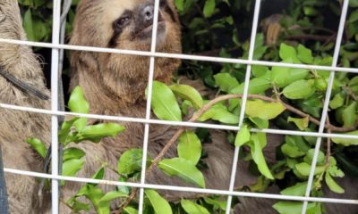 Guarda Municipal resgata bicho preguiça em Itaipuaçu