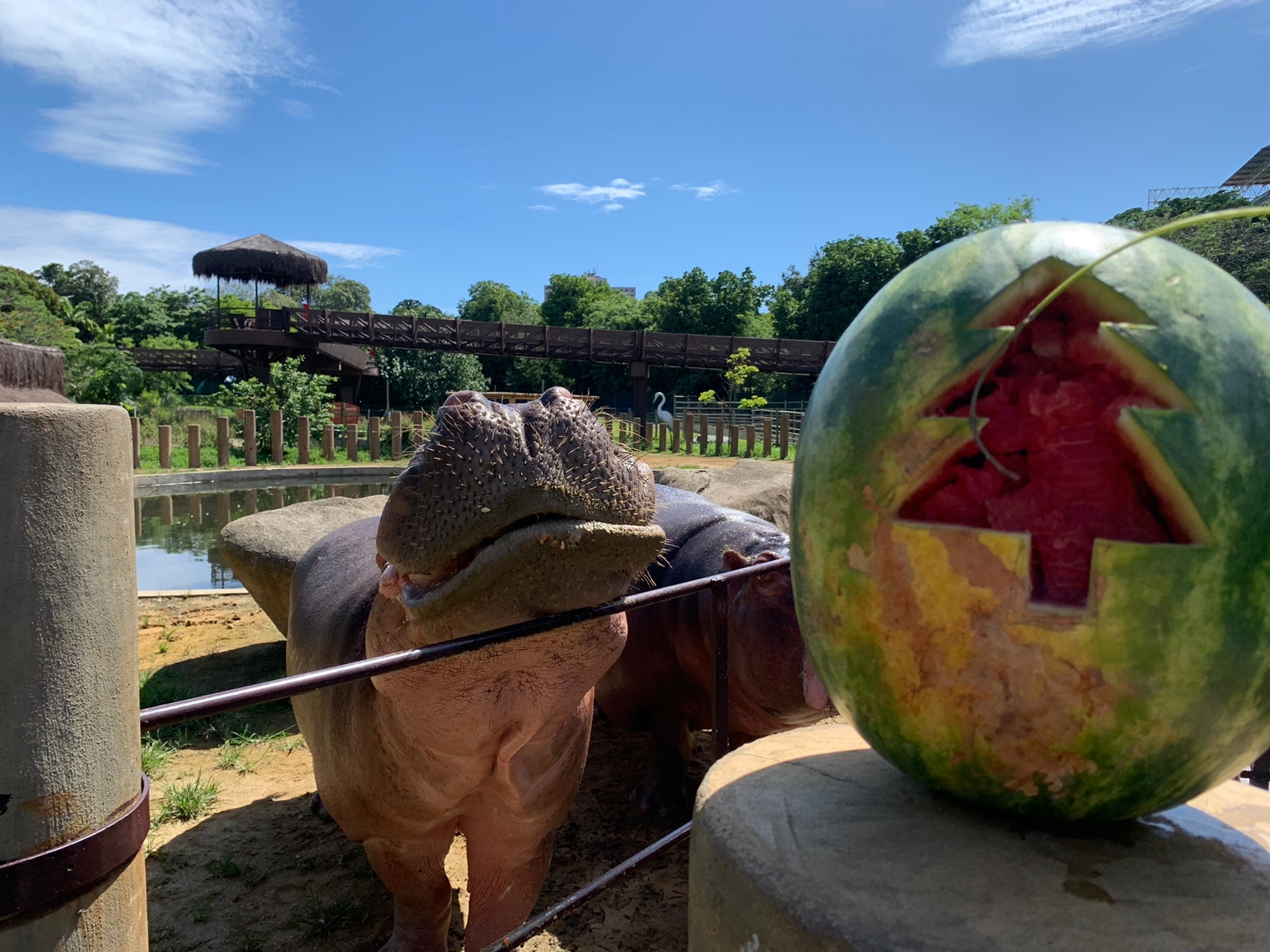 Animais do BioParque do Rio receberam presentes e alimentação especial nesta véspera de Natal