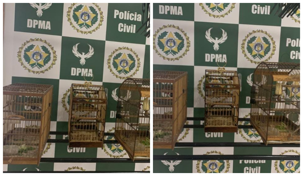 Ação fiscalizatória em parceria com o Inea prende homem em Ipanema por posse irregular de animais silvestres