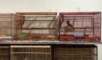 Polícia resgata mais de 200 animais silvestres em São João de Meriti