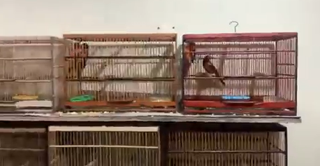 Polícia resgata mais de 200 animais silvestres em São João de Meriti