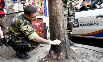 Prefeitura e Polícia Civil investigam envenenamento de árvores no Centro de Nova Iguaçu