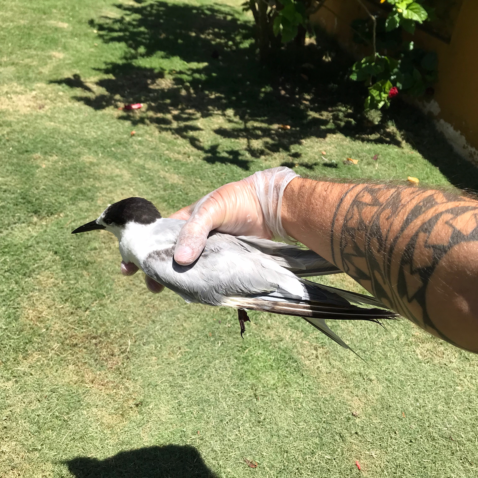 Inea socorre ave norte-americana encontrada em praia no Norte Fluminense