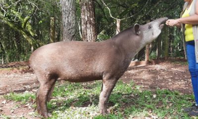 Consideradas extintas no Rio até 2017, antas estão sendo reintroduzidas em Unidade de Conservação