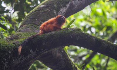Inea resgata mico-leão-dourado na Baixada Fluminense