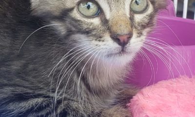 Projeto Bichinho Feliz realiza campanha de adoção de animais em Olaria neste sábado