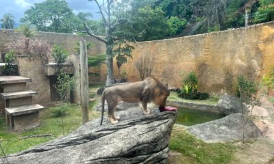 Leão Simba se refrescando com um sorvete de carne no BioParque do Rio