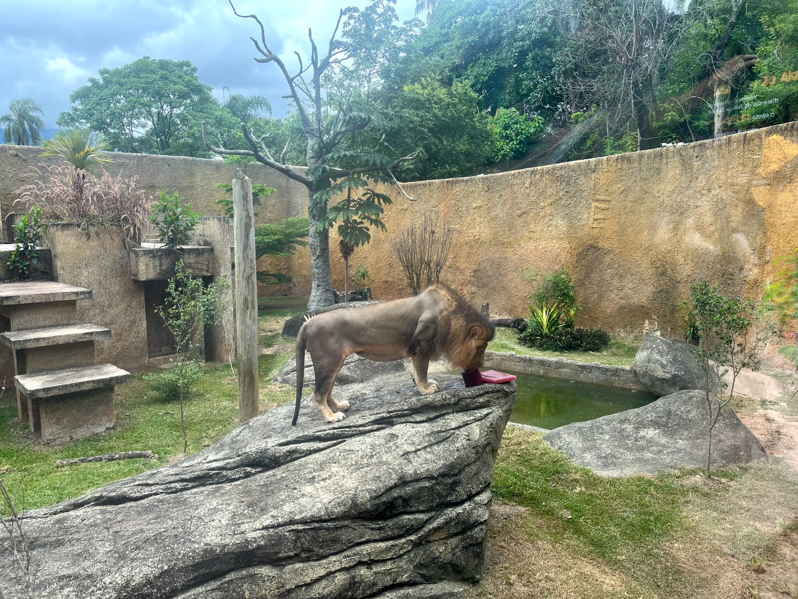 Leão Simba se refrescando com um sorvete de carne no BioParque do Rio