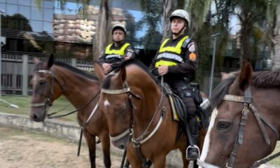 Projeto de Lei Federal 'Cavalos não são armas' pretende proibir uso de equinos em operações policiais