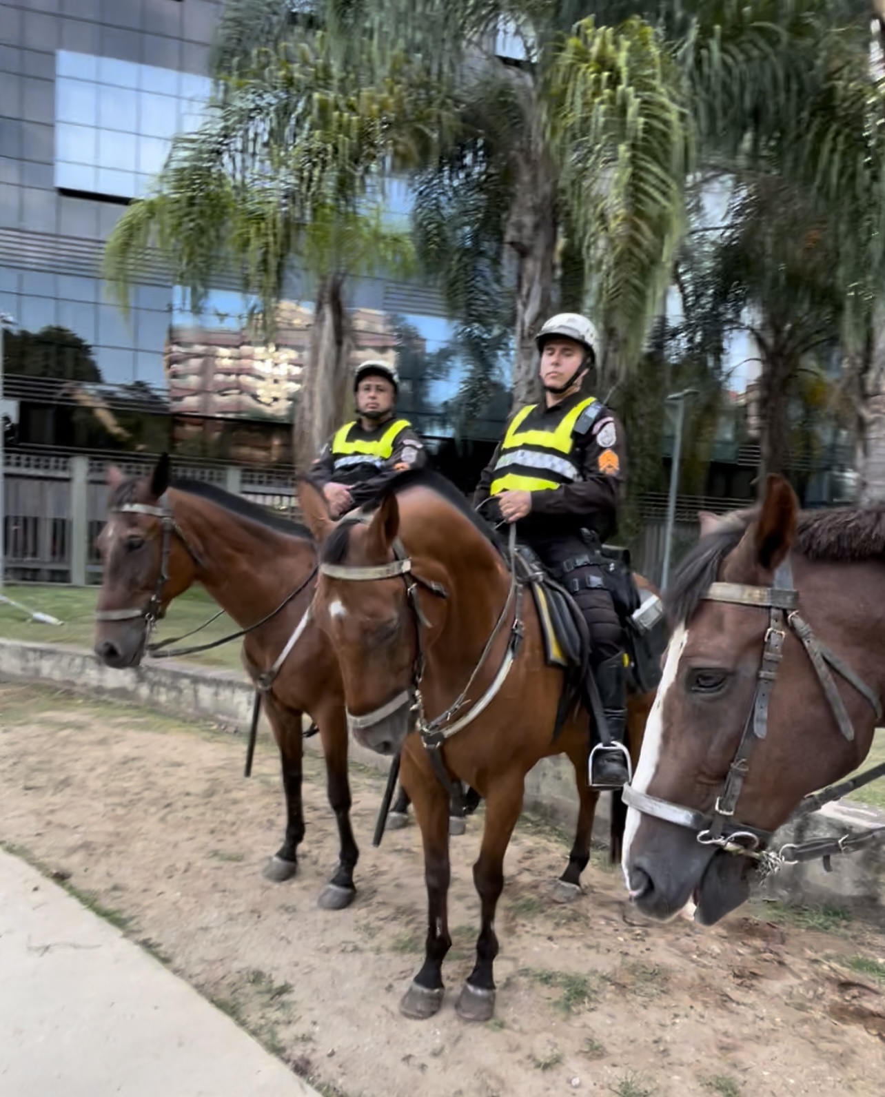 Projeto de Lei Federal 'Cavalos não são armas' pretende proibir uso de equinos em operações policiais
