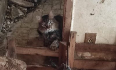 Mulher é presa por maus-tratos a animais no Grajaú; 28 gatos foram resgatados